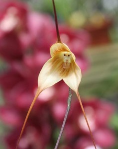 Орхидея обезьянка